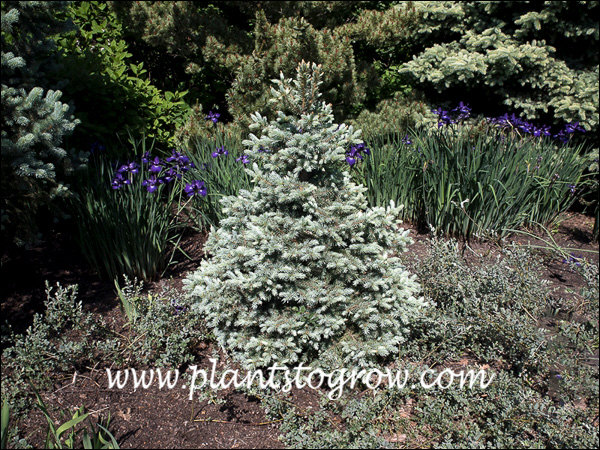 Growing in a conifer collection along with some Siberian Iris in the background.